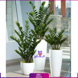 ست شرکتی گلدان زاموفیلیا (سه تایی)