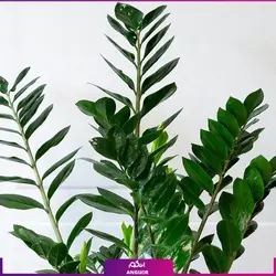 ست شرکتی گلدان زاموفیلیا (سه تایی)