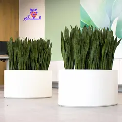 گلدان گرد سانسوریا سبز (خیلی بزرگ) با گلدان فایبر گلاس