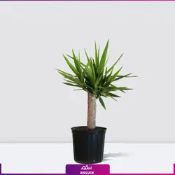گیاه یوکا تک شاخه کوچک | خرید و سفارش یوکا درختی + قیمت | انگور مرکز گل و گیاه ایران