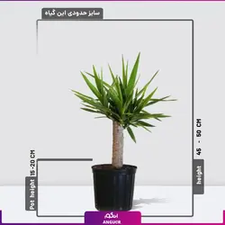 گیاه یوکا تک شاخه کوچک | خرید و سفارش یوکا درختی + قیمت | انگور مرکز گل و گیاه ایران