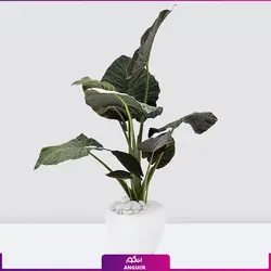 خرید گیاه آپارتمانی بابا آدم متوسط (110 - 130 سانتی )