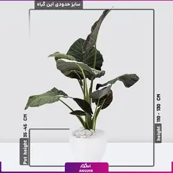 خرید گیاه آپارتمانی بابا آدم متوسط (110 - 130 سانتی )