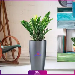 خرید گیاه گلدانی (گل آپارتمانی) زامیفولیا به صورت اینترنتی همراه با آموزش نگهداری | سایت انگور