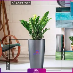 خرید گیاه گلدانی (گل آپارتمانی) زامیفولیا به صورت اینترنتی همراه با آموزش نگهداری | سایت انگور