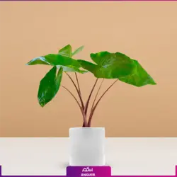 گیاه آپارتمانی بابا آدم گورخری همراه با عکس + قیمت | انگور مرکز گل و گیاه در ایران