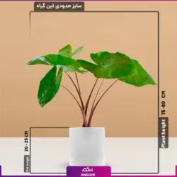 گیاه آپارتمانی بابا آدم گورخری همراه با عکس + قیمت | انگور مرکز گل و گیاه در ایران