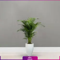 نخل اریکا (130_140 سانتی متری)