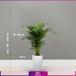 نخل اریکا (130_140 سانتی متری)