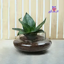 تراریوم سانسوریا سبز (پاکوتاه)