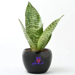 خرید اینترنتی گلدان هدیه آپارتمانی سانسوریا سبز| انگور مرکز گل و گیاه در ایران