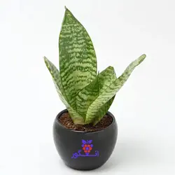 خرید اینترنتی گلدان هدیه آپارتمانی سانسوریا سبز| انگور مرکز گل و گیاه در ایران