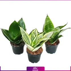 گلدان سانسوریا پتنس