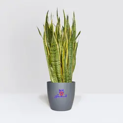 گلدان سانسوریا ابلق بزرگ لوکس (140 الی 160سانتی)