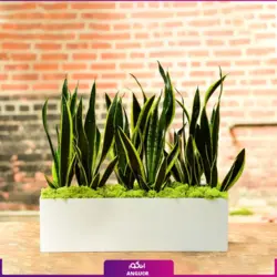 گلدان مستطیلی سانسوریا ابلق vip (80سانتی)