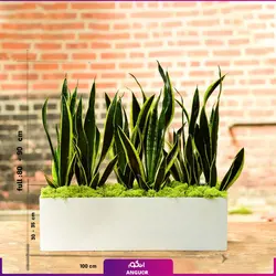 گلدان مستطیلی سانسوریا ابلق vip (80سانتی)