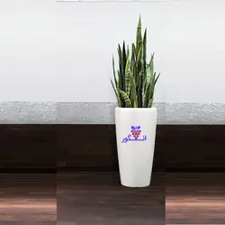 گلدان هدیه لوکس سانسوریا ابلق (140 الی 160 سانتی)