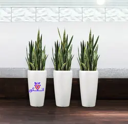 گلدان هدیه لوکس سانسوریا ابلق (140 الی 160 سانتی)