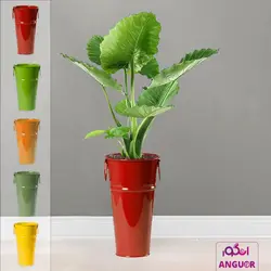 گیاه آپارتمانی بابا آدم کوچک همراه با عکس + قیمت | Alocasia | انگور مرکز گل و گیاه در ایران