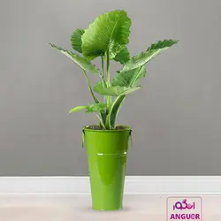 گیاه آپارتمانی بابا آدم کوچک همراه با عکس + قیمت | Alocasia | انگور مرکز گل و گیاه در ایران