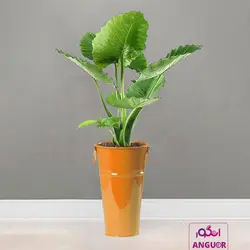 گیاه آپارتمانی بابا آدم کوچک همراه با عکس + قیمت | Alocasia | انگور مرکز گل و گیاه در ایران