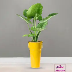 گیاه آپارتمانی بابا آدم کوچک همراه با عکس + قیمت | Alocasia | انگور مرکز گل و گیاه در ایران