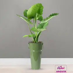 گیاه آپارتمانی بابا آدم کوچک همراه با عکس + قیمت | Alocasia | انگور مرکز گل و گیاه در ایران