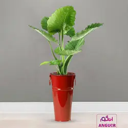 گیاه آپارتمانی بابا آدم کوچک همراه با عکس + قیمت | Alocasia | انگور مرکز گل و گیاه در ایران