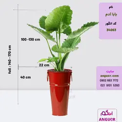 گیاه آپارتمانی بابا آدم کوچک همراه با عکس + قیمت | Alocasia | انگور مرکز گل و گیاه در ایران