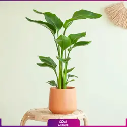گیاه پرنده بهشتی متوسط (سایز 55 الی 65 سانتی)
