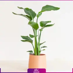 گیاه پرنده بهشتی متوسط (سایز 55 الی 65 سانتی)