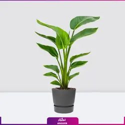 گیاه پرنده بهشتی متوسط (سایز 40 الی 50 سانتی)