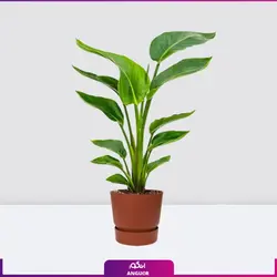 گیاه پرنده بهشتی متوسط (سایز 40 الی 50 سانتی)