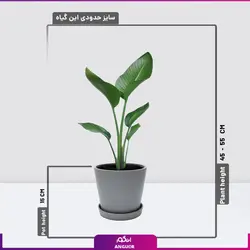 گیاه استرلیتزیا؛ پرنده بهشتی سایز کوچک (سایز 20 الی 30 سانتی)