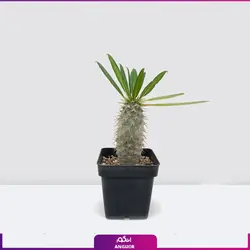 خرید گیاه نخل ماداگاسکار کوچک | از سایت انگور مرکز گل و گیاه