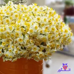 باکس گل نرگس شیراز (1000 شاخه) | انگور