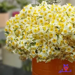 باکس گل نرگس شیراز (1000 شاخه) | انگور