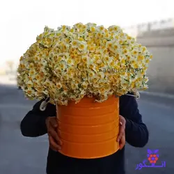 باکس گل نرگس شیراز (1000 شاخه) | انگور