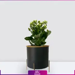 خرید آنلاین گیاه گلدانی کالانکوئه سفید | گلفروشی آنلاین انگور