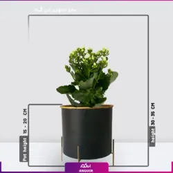 خرید آنلاین گیاه گلدانی کالانکوئه سفید | گلفروشی آنلاین انگور