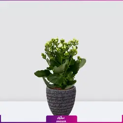 خرید آنلاین گیاه گلدانی کالانکوئه سفید | گلفروشی آنلاین انگور