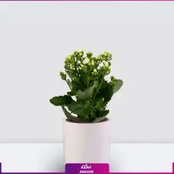 خرید آنلاین گیاه گلدانی کالانکوئه سفید | گلفروشی آنلاین انگور