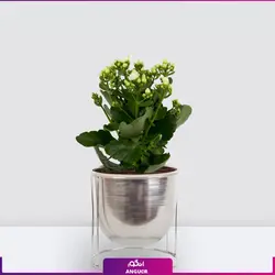 خرید آنلاین گیاه گلدانی کالانکوئه سفید | گلفروشی آنلاین انگور