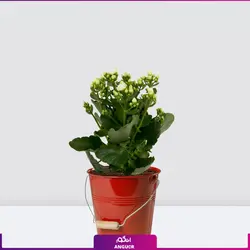خرید آنلاین گیاه گلدانی کالانکوئه سفید | گلفروشی آنلاین انگور