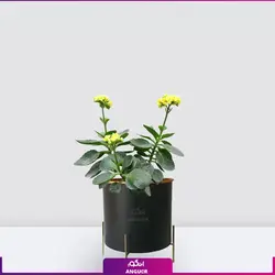 خرید آنلاین گیاه گلدانی کالانکوئه زرد | گلفروشی آنلاین انگور