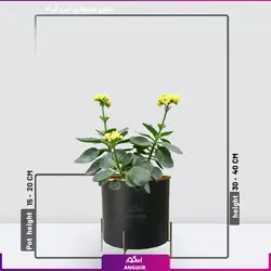 خرید آنلاین گیاه گلدانی کالانکوئه زرد | گلفروشی آنلاین انگور