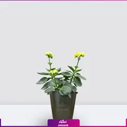 خرید آنلاین گیاه گلدانی کالانکوئه زرد | گلفروشی آنلاین انگور