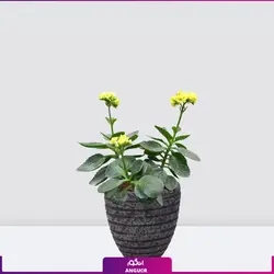 خرید آنلاین گیاه گلدانی کالانکوئه زرد | گلفروشی آنلاین انگور