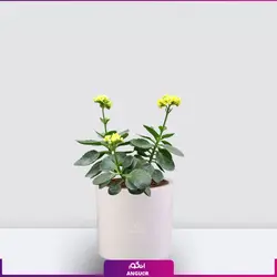 خرید آنلاین گیاه گلدانی کالانکوئه زرد | گلفروشی آنلاین انگور