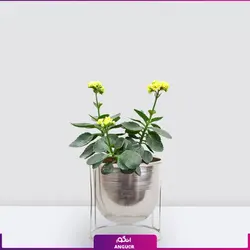 خرید آنلاین گیاه گلدانی کالانکوئه زرد | گلفروشی آنلاین انگور